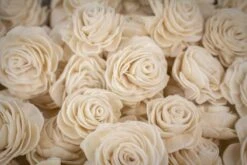 Gazebo Parts Direct Sales Store -Flowers Sales 2024 15 aurora 50 pack 860636