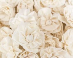 Gazebo Parts Direct Sales Store -Flowers Sales 2024 15 beatrice 50 pack 118401