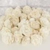 1.5" Beatrice - 50 Pack -Flowers Sales 2024 15 beatrice 50 pack 451482