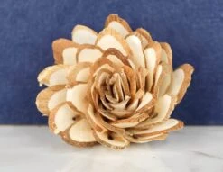 2" Almond (500 Pack) -Flowers Sales 2024 2 almond 500 pack 171874