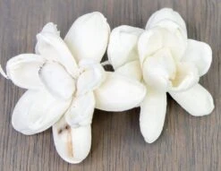 2" Bitty (10 Pack) -Flowers Sales 2024 2 bitty 10 pack 247618