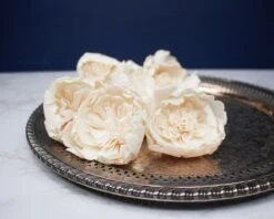 2" Bowl Of Beauty Peony (10 Pack)