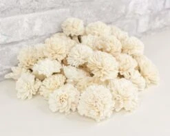 2" Carnation - 50 Pack -Flowers Sales 2024 2 carnation 50 pack 420845