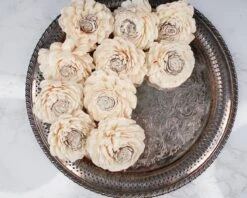 2" Coco Bali (10 Pack) -Flowers Sales 2024 2 coco bali 10 pack 636025