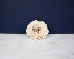 2" Coco Bali (10 Pack) -Flowers Sales 2024 2 coco bali 10 pack 962576