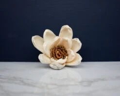 2" Harriet (10 Pack) -Flowers Sales 2024 2 harriet 10 pack 297547