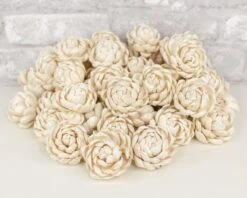 2" Lillian - 50 Pack 17 2" Lillian - 50 Pack -Flowers Sales 2024 2 lillian 50 pack 139447