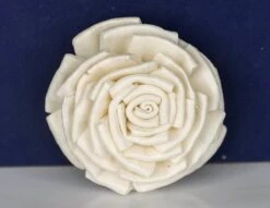 2" Shasta (10 Pack) -Flowers Sales 2024 2 shasta 10 pack 461002