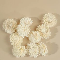 2" Wild Zinnia (10 Pack)