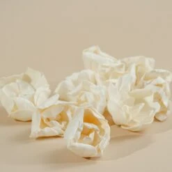 3" Crown Jewel Gardenia (10 Pack) -Flowers Sales 2024 3 crown jewel gardenia 10 pack 823312