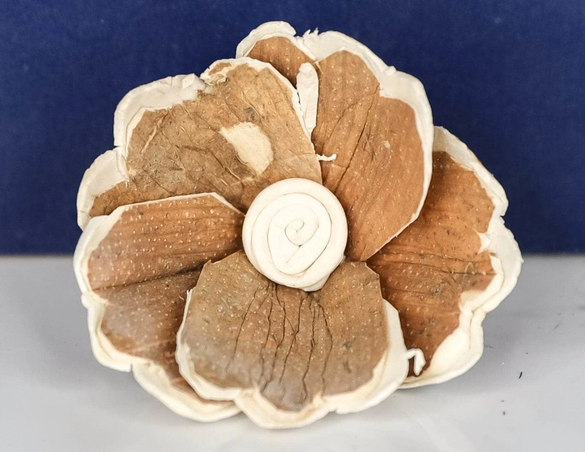 3" Hana (10 Pack) 4 3" Hana (10 Pack) - Image 2