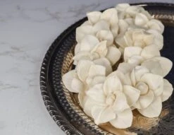 3" Nova (10 Pack) -Flowers Sales 2024 3 nova 10 pack 888437