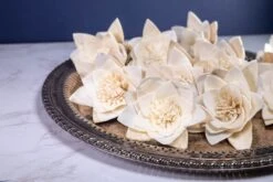 3" Nymphaeaceae (10 Pack) -Flowers Sales 2024 3 nymphaeaceae 10 pack 463016