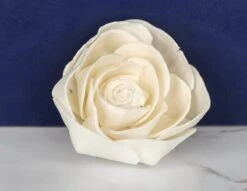 3" Poise (10 Pack) -Flowers Sales 2024 3 poise 10 pack 253676