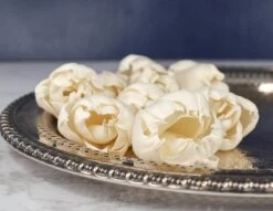 3" Precious Tulip (10 Pack)