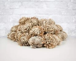 3" Bark Zinnia - 50 Pack