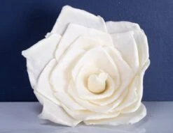 4" Bombay (10 Pack) 7 4" Bombay (10 Pack) -Flowers Sales 2024 4 bombay 10 pack 243106