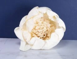 4" Darla (10 Pack) -Flowers Sales 2024 4 darla 10 pack 136567