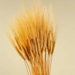 Triticum Wheat Grass (Natural) -Flowers Sales 2024 AJT05926