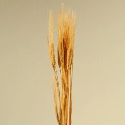 Triticum Wheat Grass (Natural) -Flowers Sales 2024 AJT06250 2