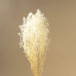 Baby's Breath (White) 16 Baby's Breath (White) -Flowers Sales 2024 babys breath white 116236