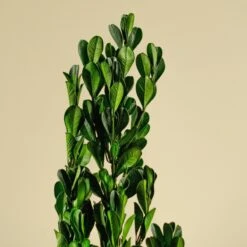 Boxwood Greenery 11 Boxwood Greenery -Flowers Sales 2024 boxwood greenery 106839