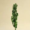 Boxwood Greenery -Flowers Sales 2024 boxwood greenery 973468