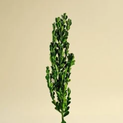 Boxwood Greenery