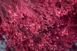 Broom Bloom - Burgundy -Flowers Sales 2024 broom bloom burgundy 184888