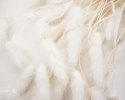 Bunny Tails (Bleached) -Flowers Sales 2024 bunny tails bleached 355907