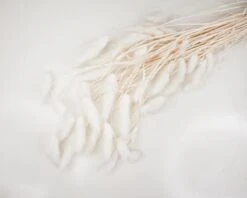 Bunny Tails (Bleached) -Flowers Sales 2024 bunny tails bleached 421264