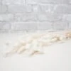 Bunny Tails (Bleached) -Flowers Sales 2024 bunny tails bleached 753432