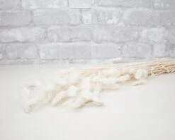 Bunny Tails (Bleached)