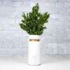 Greenery Sample Kit -Flowers Sales 2024 greenery sample kit 444462