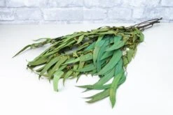 Greenery Sample Kit -Flowers Sales 2024 greenery sample kit 514668