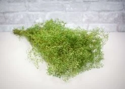 Greenery Sample Kit -Flowers Sales 2024 greenery sample kit 547732