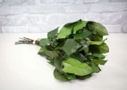 Greenery Sample Kit -Flowers Sales 2024 greenery sample kit 739432