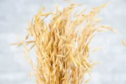 Havanah Grass -Flowers Sales 2024 havanah grass 313206