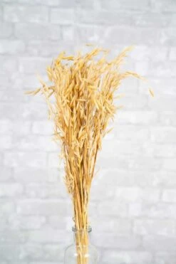 Havanah Grass -Flowers Sales 2024 havanah grass 402472