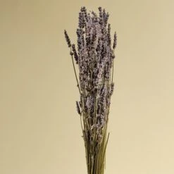Lavender -Flowers Sales 2024 lavender 100059