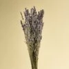 Lavender 1 Lavender -Flowers Sales 2024 lavender 314727