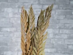 Maxicana Fish Cut -Flowers Sales 2024 maxicana fish cut 425285