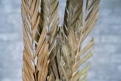 Maxicana Fish Cut -Flowers Sales 2024 maxicana fish cut 687513