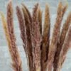 Mini Pampas - Natural -Flowers Sales 2024 mini pampas natural 139615
