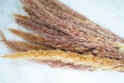 Mini Pampas - Natural -Flowers Sales 2024 mini pampas natural 152882