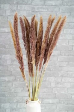 Mini Pampas - Natural -Flowers Sales 2024 mini pampas natural 822895