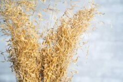 Munni Grass -Flowers Sales 2024 munni grass 560045