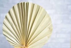 Palm Round Ex-Large (5 Pack) -Flowers Sales 2024 palm round ex large 5 pack 280497