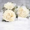 Perfect Simplicity Mother's Corsage (Set Of 2) 1 Perfect Simplicity Mother's Corsage (Set Of 2) -Flowers Sales 2024 perfect simplicity mothers corsage set of 3 933672