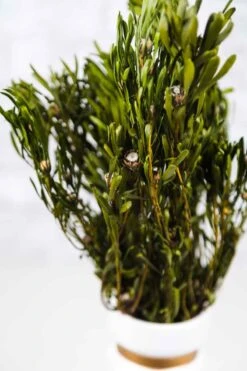 Platys Foliage - Spring Green 7 Platys Foliage - Spring Green -Flowers Sales 2024 platys foliage spring green 359695